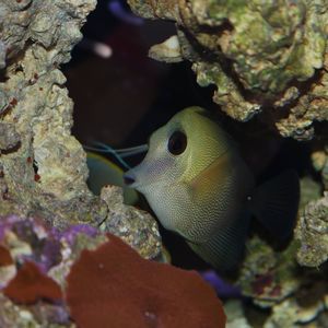 Meet your Posher, Gracious